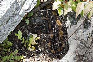 Viperidae- Crotalus horridus (Timber Rattlesnake) - 36427425226