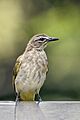 White-browed bulbul (Pycnonotus luteolus insulae)