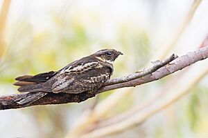 White-throated Nightjar 0A2A1440.jpg