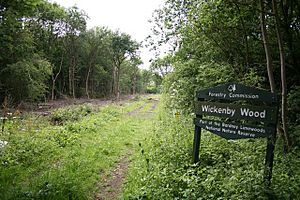 Wickenby Wood - geograph.org.uk - 186614