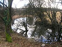 Willowyard pond