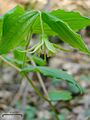 Yellow Fairybells (4751215894)