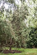 Yunnan Cypress, Christchurch Botanic Gardens.jpg