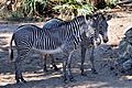 Zebras at the Brevard Zoo