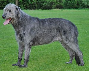 (2) Irish Wolfhound 4.jpg