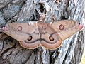 2010-01-04 moth1