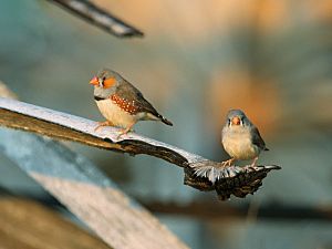 2014-08-19 Zebra Finch, Sumba, Nusa Tenggara Timur, Indonesia 1.jpg