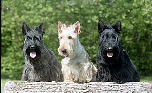 3scottish terriers
