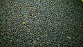 A view of mustard seed