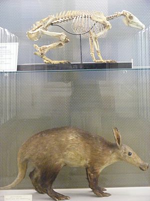 Aardvark skeleton mount