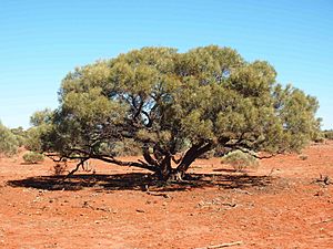 Acacia sessiliceps.jpg