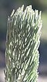 Adenanthos cygnorum foliage