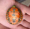 Alabama red-bellied turtle hatchling plastron view