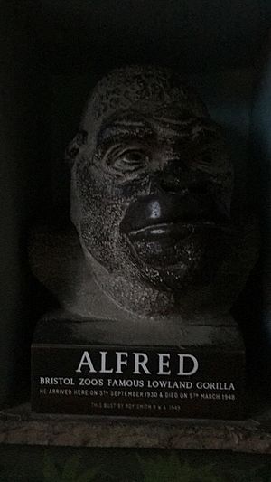Alfred the gorilla