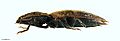 Amychus manawatawhi HT Habitus lateral Whole