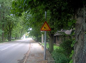 Warning sign for ducks in Åkarp