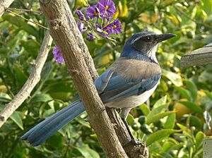 Aphelocoma californica 3.jpg