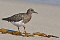 Arenaria melanocephala