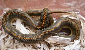 Aroura House Snake 1.JPG