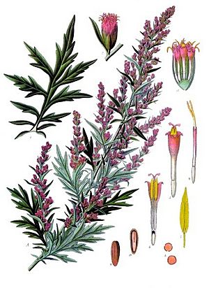 Artemisia vulgaris - Köhler–s Medizinal-Pflanzen-016