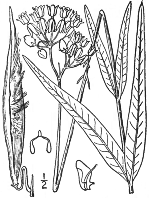 BB-3385 Asclepias lanceolata