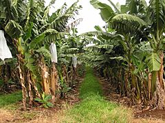 Banana single rows