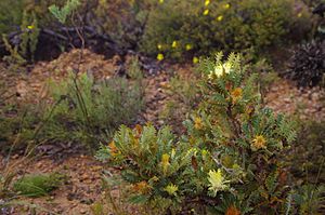 Banksia armata gnangarra 02.JPG