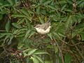 Barred Warbler (Sylvia nisoria) - geograph.org.uk - 1036172