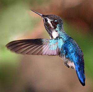 Bee hummingbird (Mellisuga helenae) adult male in flight-cropped.jpg