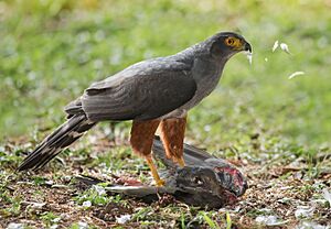 Bicoloured Hawk (Accipiter bicolor) with prey.jpg
