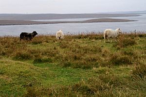 Bigga Sheeps