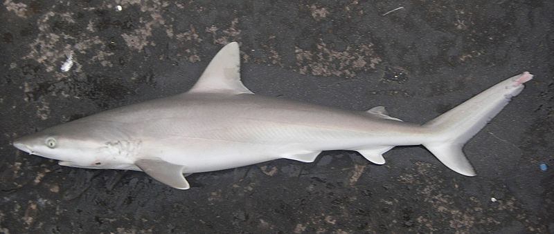 Blacknose shark nmfs