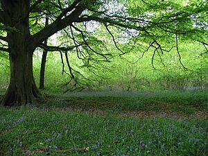 Bluebells in Crab Wood - geograph.org.uk - 628793