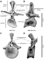 Brachiosaurus vertebra anatomy annotated