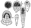 Bryophyta 4