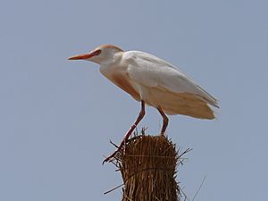 Bubulcus ibis 0011