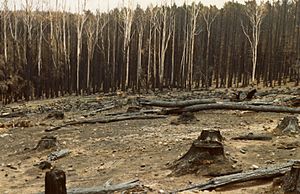 Burnt pine forest at Mount Macedon after the 1983 Ash Wednesday bushfires.jpg