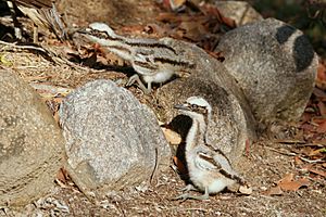 Bush Stone-curlew chicks