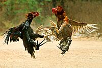 COCK FIGHT