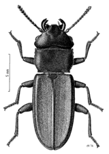 COLE Curculionidae Platisus zelandicus