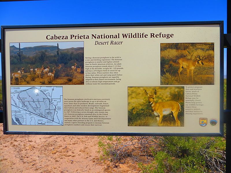 CPNWR-Sonoran pronghorn