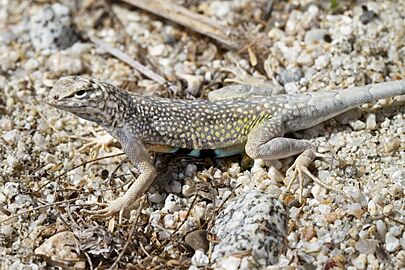 Callisaurus draconoides ssp. draconoides - 2020