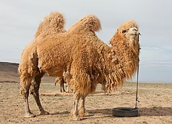 Camel Farm in Mongolia 02