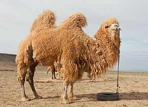 Camel Farm in Mongolia 02
