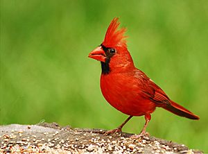 Cardinal.jpg