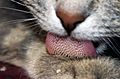 Cat tongue macro