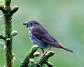 Catharus guttatus