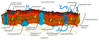 Cell membrane detailed diagram en