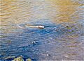 Chinook salmon on Los Gatos Creek 1996-11-09