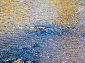 Chinook salmon on Los Gatos Creek 1996-11-09